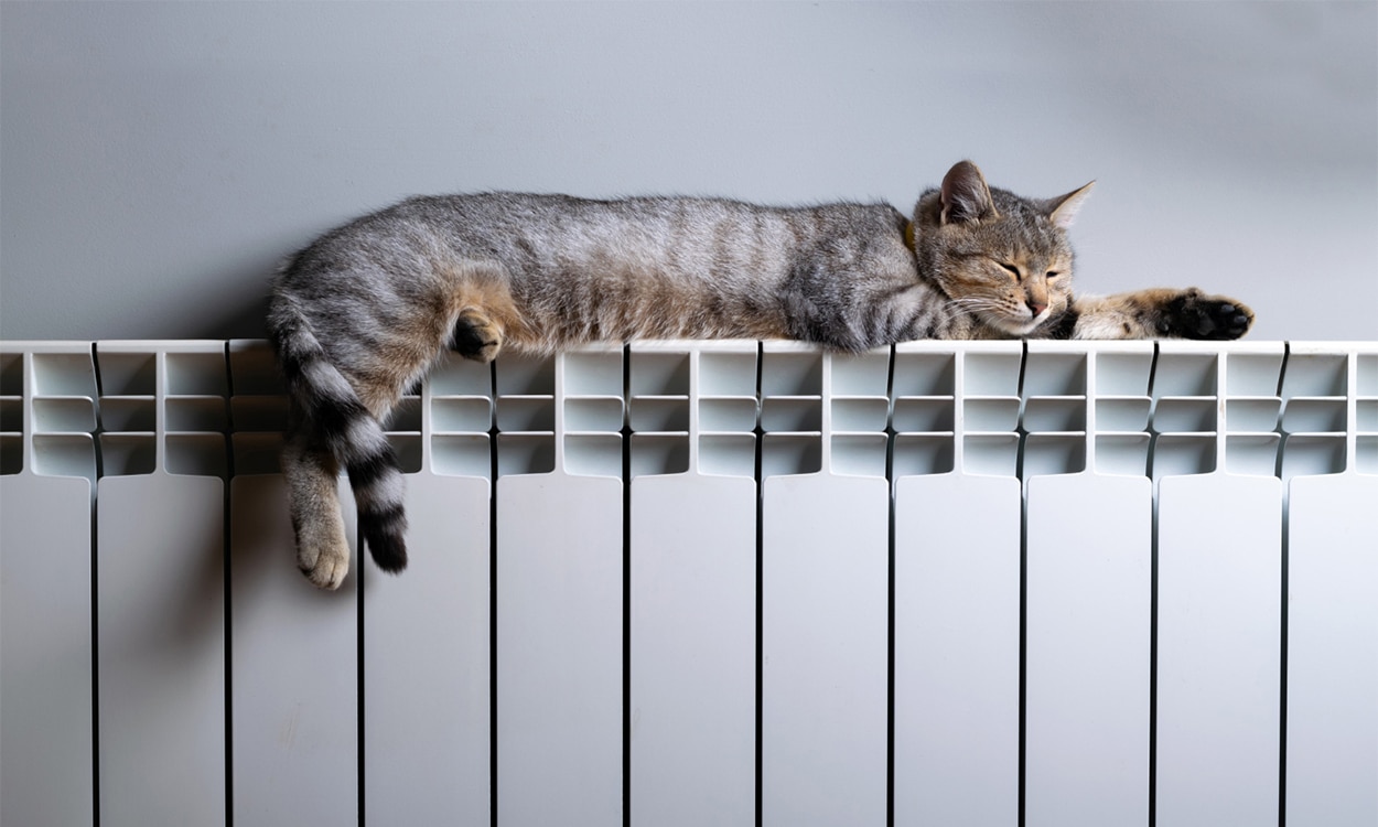 Chat qui dort allongé sur un chauffage