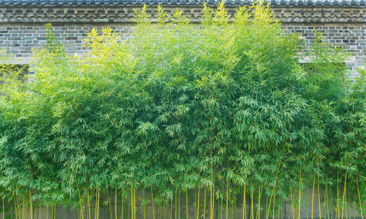 Une haie de bambous dans un jardin