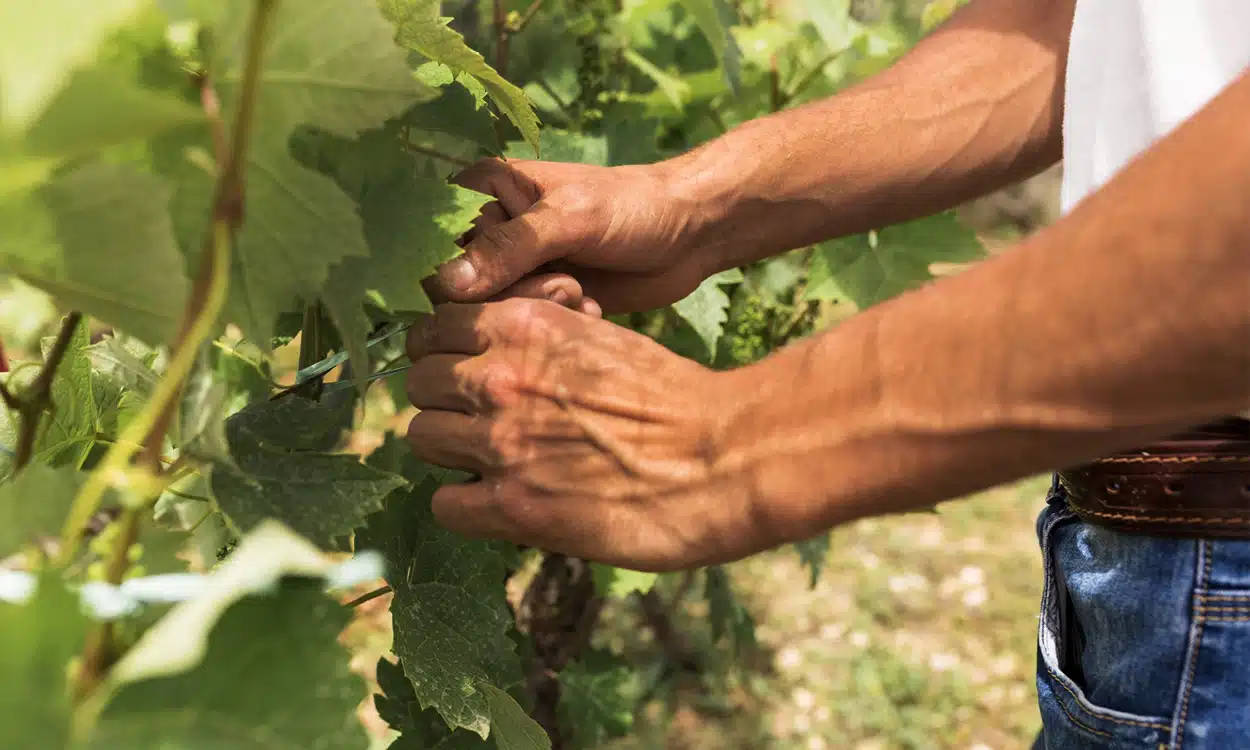 Un viticulteur qui travaille sur sa vigne