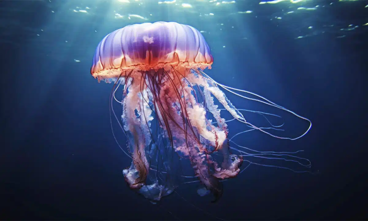 Une méduse qui se déplace dans l'eau