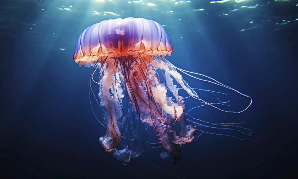Une méduse qui se déplace dans l'eau