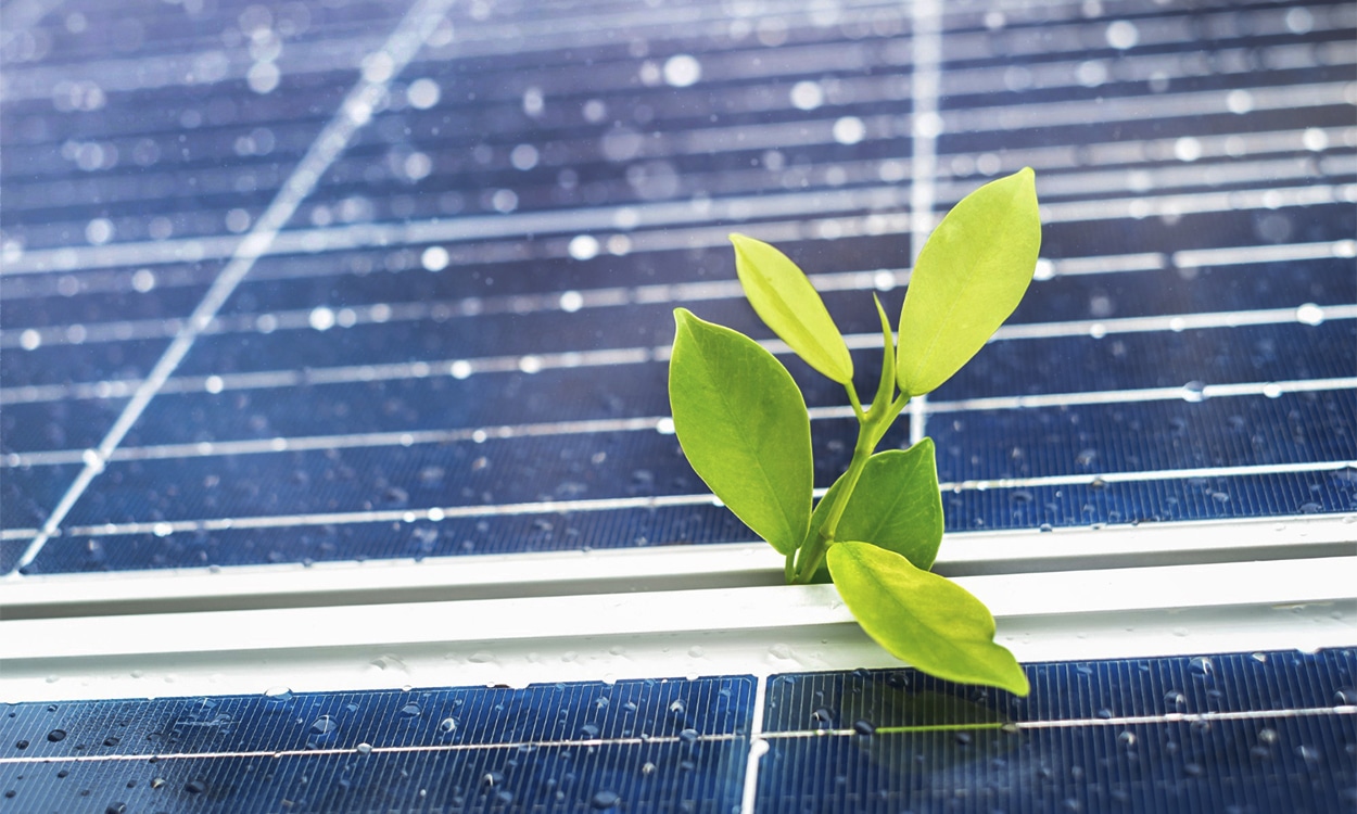 Panneaux solaires avec des gouttes de pluie et une plante verte