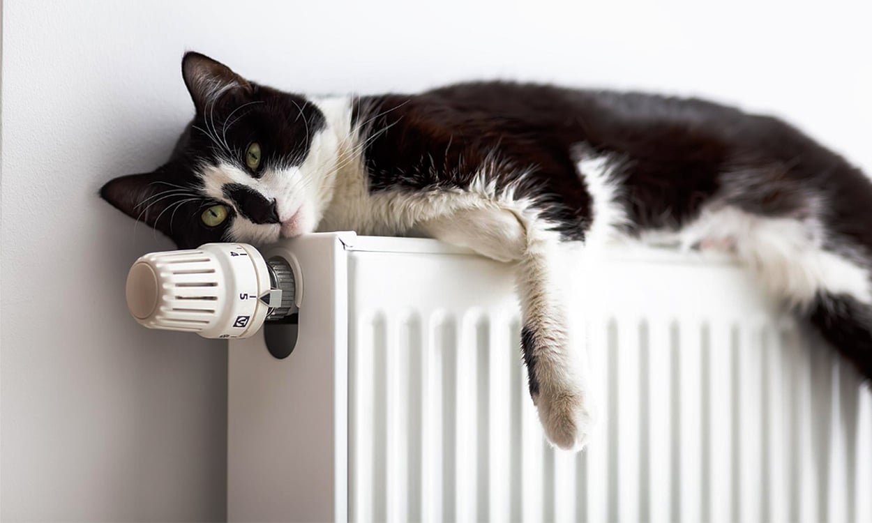 Un chat mignon noir et blanc allongé sur un radiateur