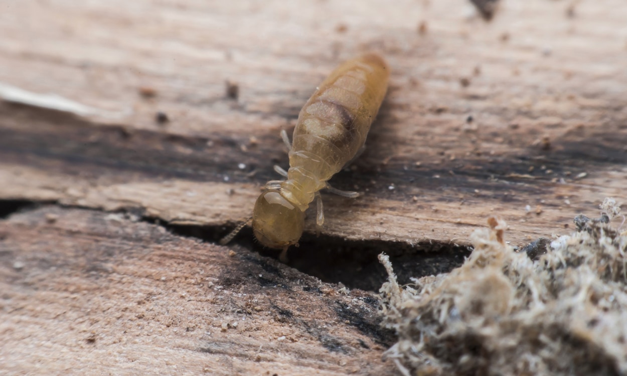 Une termite dans du bois