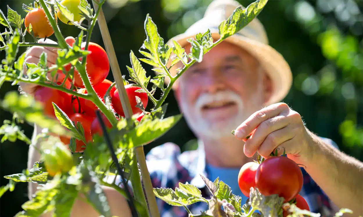 Un jardinier récolte des tomates sur un plant