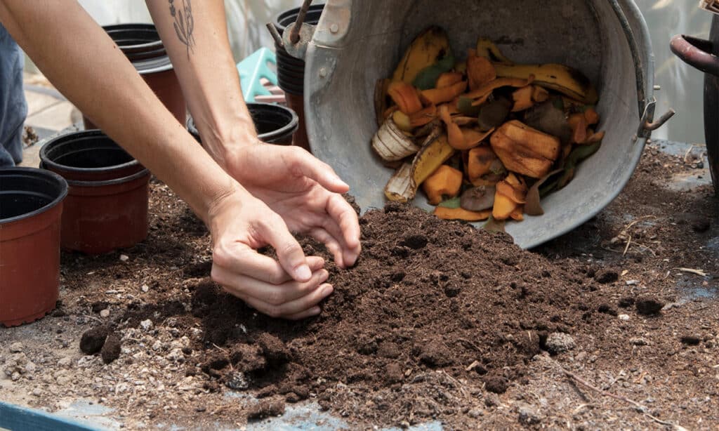 Utilisation de compost dans un jardin